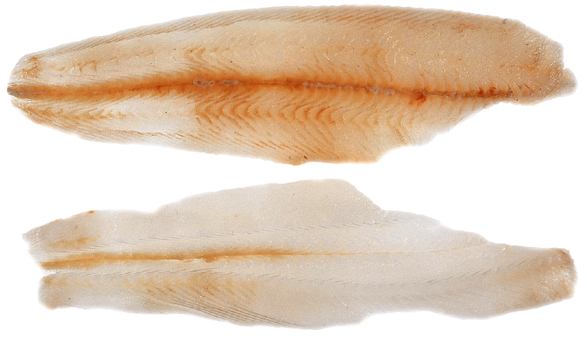 Gray Sole